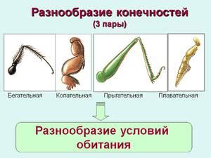 Мифология и легенды о количестве ног у насекомых