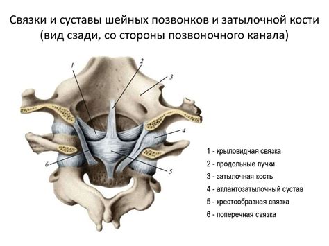 Мнение специалистов относительно обрезки верхней затылочной связки у ребенка