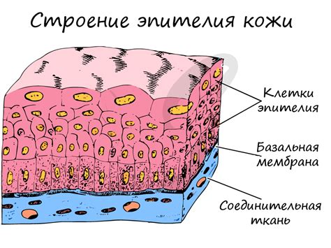 Многозадачный страж организма: защитная мощь мерцательного эпителия