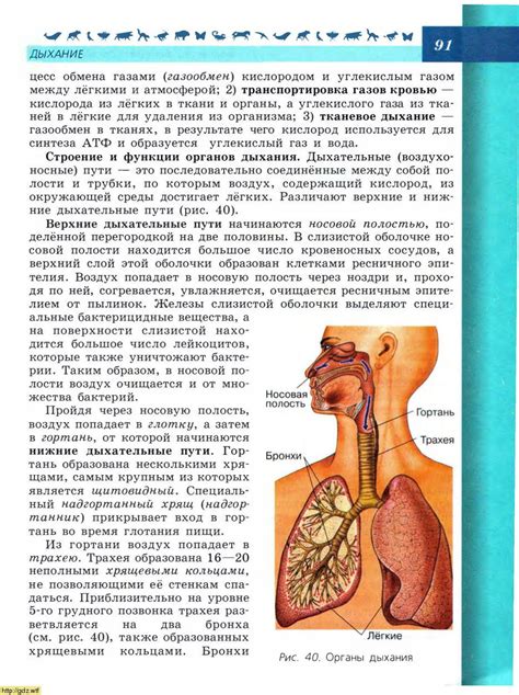 Многосторонность функционирования системы обмена газами в организме человека