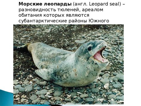 Морские районы обитания муксуна