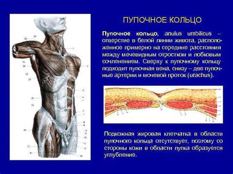 Навесное пупочное кольцо: значение и необходимость
