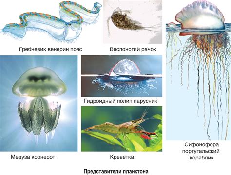 Насекомые в урбанистической среде: приспособление к искусственным условиям