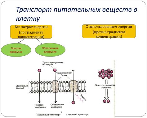 Наследственность как фактор передачи питательных веществ от родителей к ребенку