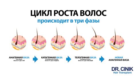Научные исследования о воздействии химических компонентов на цикл роста волос