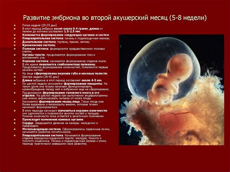 Начало пути: формирование пола у эмбриона