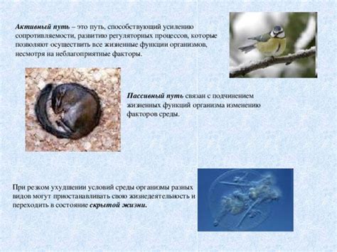 Неблагоприятные факторы, которые могут угрожать винограду в период холодного сезона