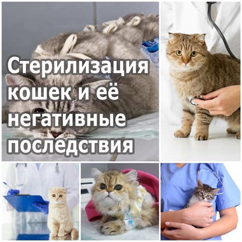 Негативные последствия стерилизации кошек