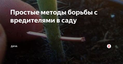 Нежданные гости в саду и эффективные методы борьбы с ними
