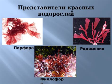 Необходимые условия для процветания красных водорослей
