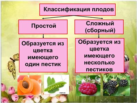 Непознанные тайны формирования семян в плодах огурцовых растений
