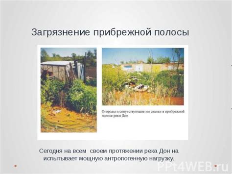 Образцовые проекты восстановления природной экосистемы прибрежной полосы
