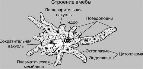 Одноклеточный организм: феномен амебы