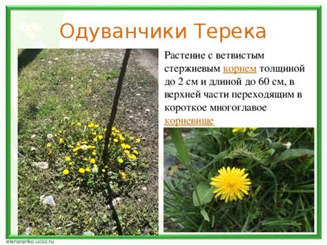 Одуванчики с корнем в компосте: ключевые вопросы и ответы