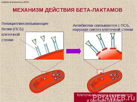 Описание бета-лактамов и их распространение