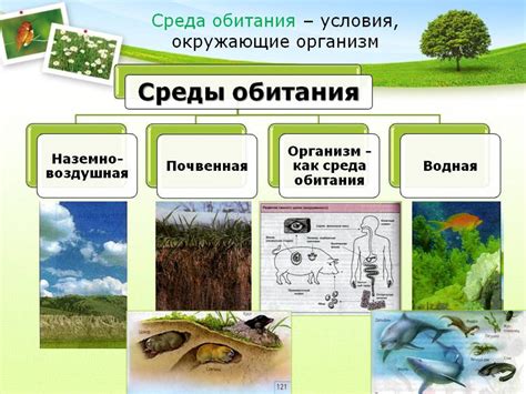 Описание внешности и экологические особенности яртышника