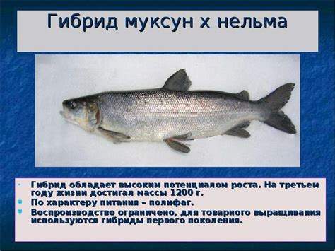 Описание и особенности Муксуна