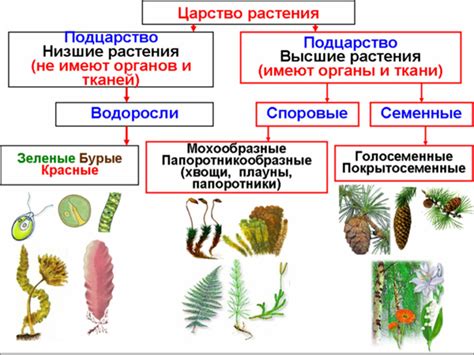 Описание организмов и их характеристики