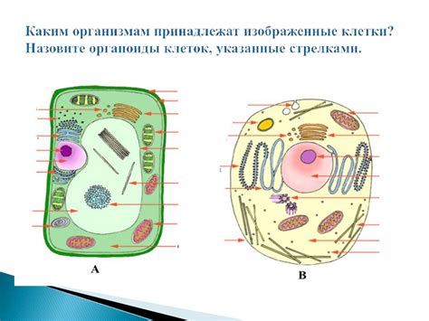 Описание основных компонентов системы измерения скорости
