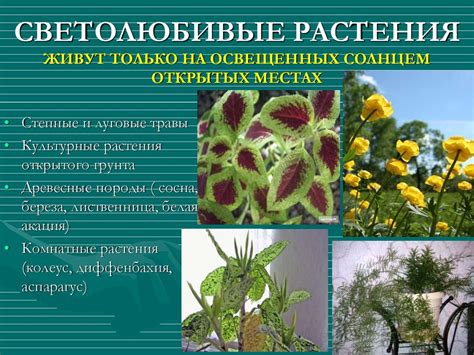 Описание растения и его влияние на процесс компостирования