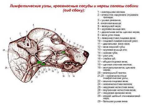 Описание функций и особенностей лимфатических узлов у собаки