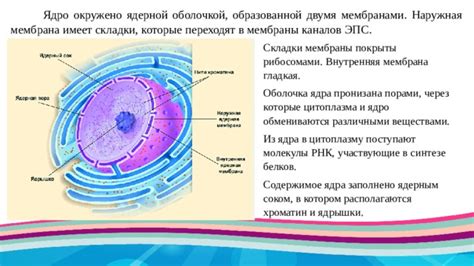 Определение и структура клеточного сока: важная составляющая клетки