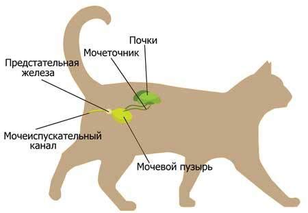 Определение места введения препарата у кошки: важность расположения холки