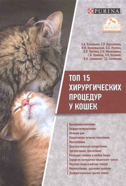 Оптимальное место для медикаментозных процедур у кошек