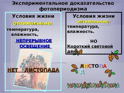 Оптимальные условия содержания ахатин: температура и освещение