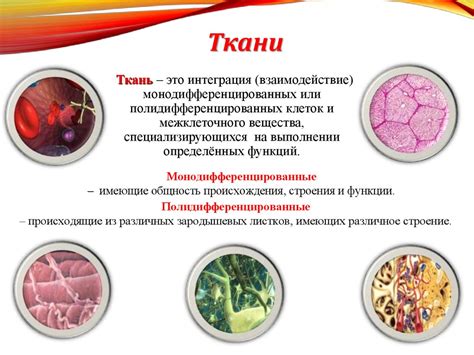 Организация строения центральной координационной системы у человеческого организма