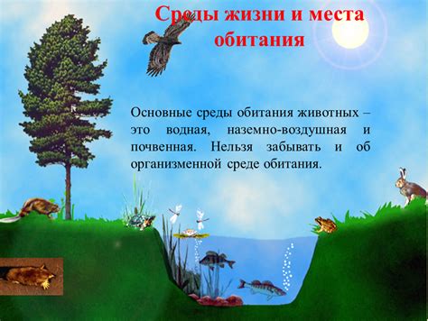 Основные места обитания волов