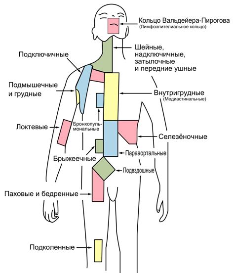 Основные области расположения лимфатических узлов на поверхности лица