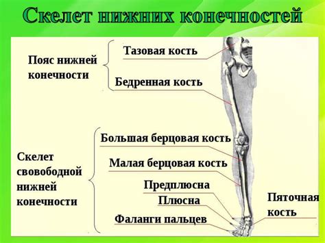 Основные приемы движения нижних конечностей в искусстве танца