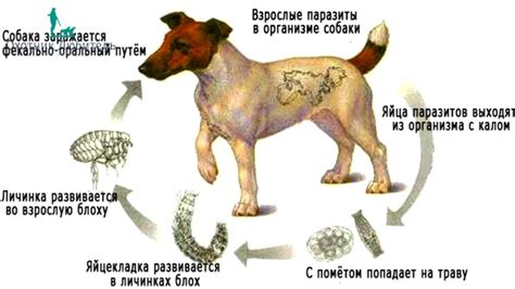 Основные признаки заражения собак глистами
