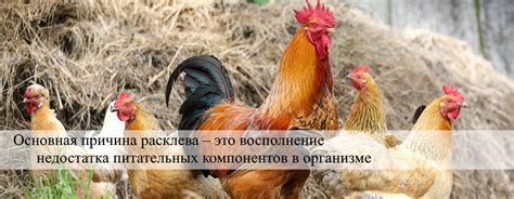 Основные признаки недостатка питательных компонентов в волосах