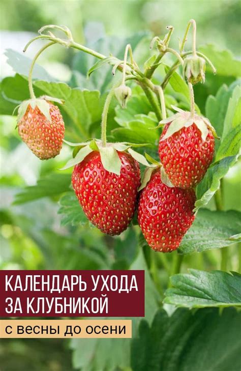 Основные принципы устойчивого ухода за клубникой