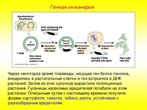 Основные факторы возникновения пятнистых насекомых на растении из семейства розовых
