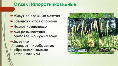 Основные характеристики растения