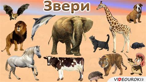 Основные черты и особенности видов зверей