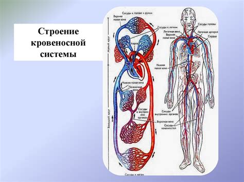 Основы работы кровеносной системы и ее структура