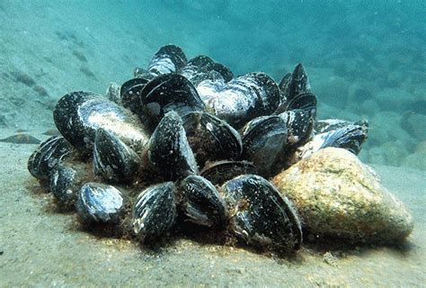 Особенности глубинного обитания мидий в Черном море