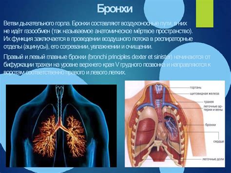 Особенности дыхательной системы и их влияние на вздох