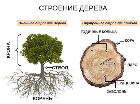 Особенности и использование древесины дуба в различных культурах и отраслях