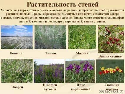 Особенности и систематизация представителей животного мира