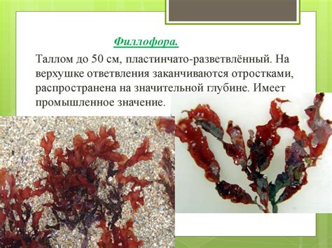 Особенности и функции строения красных водорослей