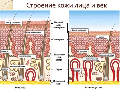 Особенности кожи головы и кожи тела