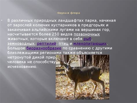 Особенности маскировки рыси в различных природных ландшафтах