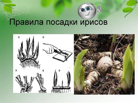 Особенности питания у луковичных и корневищных растений