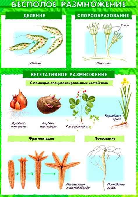 Особенности полового размножения в цветении клубнички