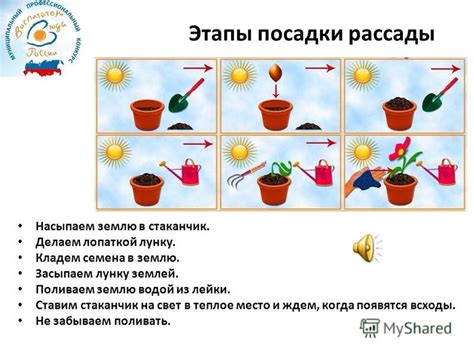Особенности посадки и ухода за растениями в садово-парковой зоне
